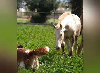 PRE Mestizo, Semental, 2 años, 163 cm, Perlino
