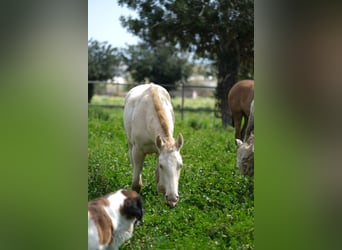 PRE Mestizo, Semental, 2 años, 163 cm, Perlino