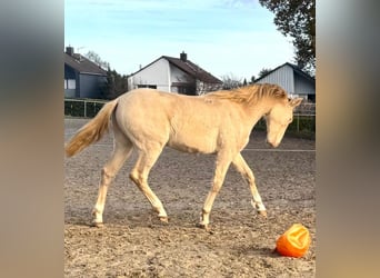 PRE Mestizo, Semental, 2 años, 163 cm, Perlino
