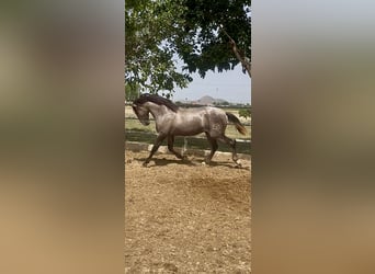 PRE, Semental, 2 años, 163 cm, Tordo