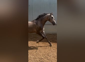 PRE, Semental, 2 años, 163 cm, Tordo