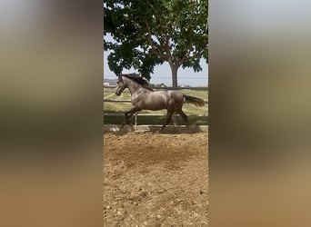 PRE, Semental, 2 años, 163 cm, Tordo