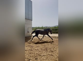 PRE, Semental, 2 años, 163 cm, Tordo