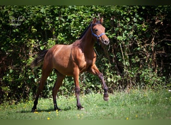 PRE Mestizo, Semental, 2 años, 164 cm, Castaño