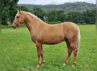 PRE, Semental, 2 años, 164 cm, Palomino