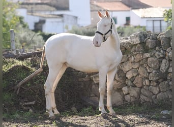 PRE Mestizo, Semental, 2 años, 164 cm, Perlino