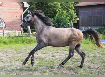 PRE Mestizo, Semental, 2 años, 164 cm, Tordo