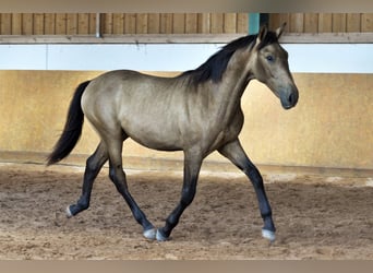 PRE Mestizo, Semental, 2 años, 165 cm, Bayo