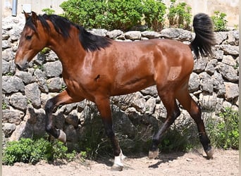 PRE Mestizo, Semental, 2 años, 165 cm, Castaño