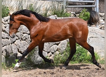 PRE Mestizo, Semental, 2 años, 165 cm, Castaño