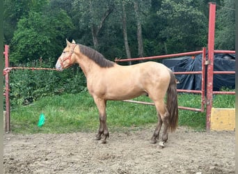 PRE Mestizo, Semental, 2 años, 165 cm, Champán