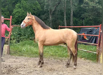 PRE Mestizo, Semental, 2 años, 165 cm, Champán