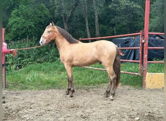 PRE Mestizo, Semental, 2 años, 165 cm, Champán