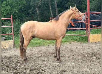 PRE Mestizo, Semental, 2 años, 165 cm, Champán