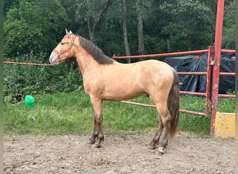 PRE Mestizo, Semental, 2 años, 165 cm, Champán