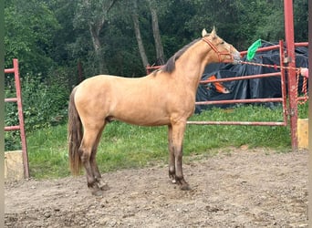 PRE Mestizo, Semental, 2 años, 165 cm, Champán