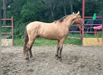 PRE Mestizo, Semental, 2 años, 165 cm, Champán