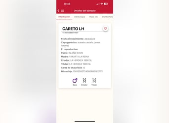 PRE Mestizo, Semental, 2 años, 165 cm, Champán