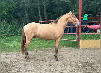 PRE Mestizo, Semental, 2 años, 165 cm, Champán
