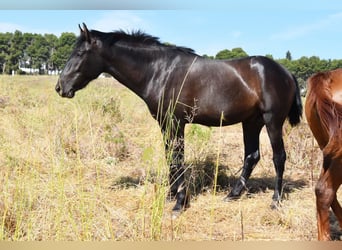 PRE, Semental, 2 años, 165 cm, Negro