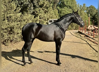 PRE, Semental, 2 años, 165 cm, Negro