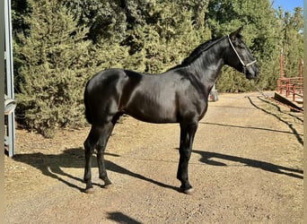 PRE, Semental, 2 años, 165 cm, Negro