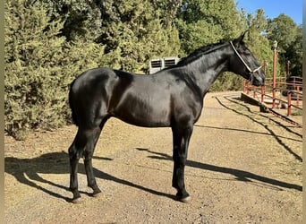 PRE, Semental, 2 años, 165 cm, Negro