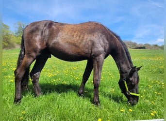 PRE Mestizo, Semental, 2 años, 165 cm, Negro