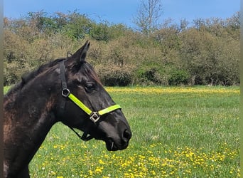 PRE Mestizo, Semental, 2 años, 165 cm, Negro