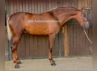 PRE Mestizo, Semental, 2 años, 165 cm, Palomino