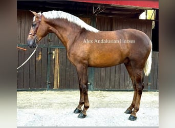 PRE Mestizo, Semental, 2 años, 165 cm, Palomino