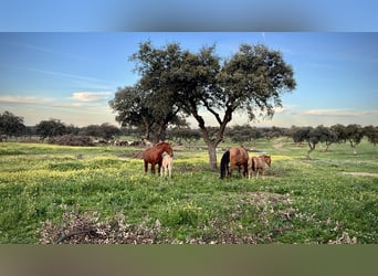PRE Mestizo, Semental, 2 años, 165 cm, Palomino