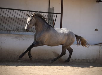 PRE Mestizo, Semental, 2 años, 165 cm, Tordo