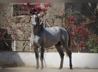 PRE Mestizo, Semental, 2 años, 165 cm, Tordo