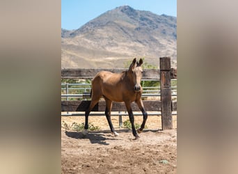 PRE, Semental, 2 años, 166 cm, Buckskin/Bayo