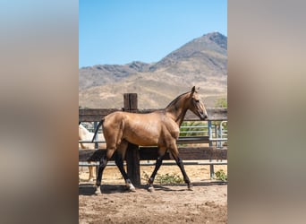 PRE, Semental, 2 años, 166 cm, Buckskin/Bayo