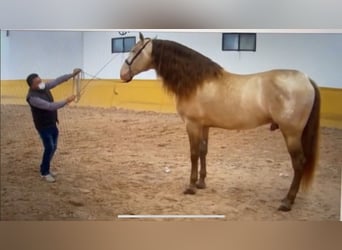 PRE Mestizo, Semental, 2 años, 166 cm, Castaño