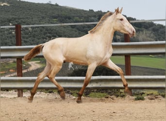 PRE, Semental, 2 años, 166 cm, Perla