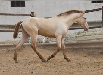 PRE, Semental, 2 años, 166 cm, Perla