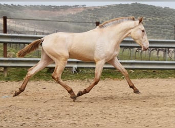 PRE, Semental, 2 años, 166 cm, Perla