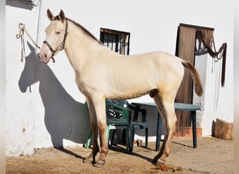 PRE, Semental, 2 años, 166 cm, Perla