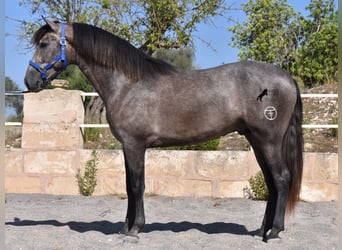 PRE, Semental, 2 años, 166 cm, Tordo