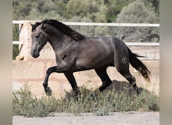 PRE, Semental, 2 años, 166 cm, Tordo
