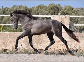 PRE, Semental, 2 años, 166 cm, Tordo