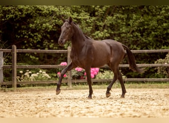 PRE Mestizo, Semental, 2 años, 167 cm, Negro