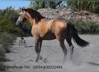 PRE Mestizo, Semental, 2 años, 168 cm, Bayo
