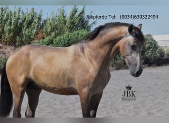 PRE Mestizo, Semental, 2 años, 168 cm, Bayo
