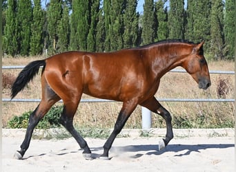 PRE Mestizo, Semental, 2 años, 169 cm, Castaño