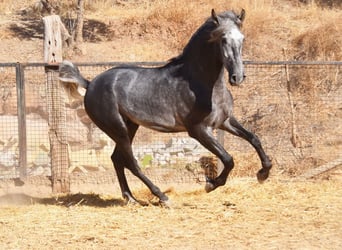 PRE, Semental, 2 años, 169 cm, Tordo