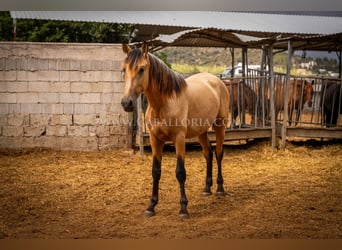 PRE, Semental, 2 años, 170 cm, Bayo